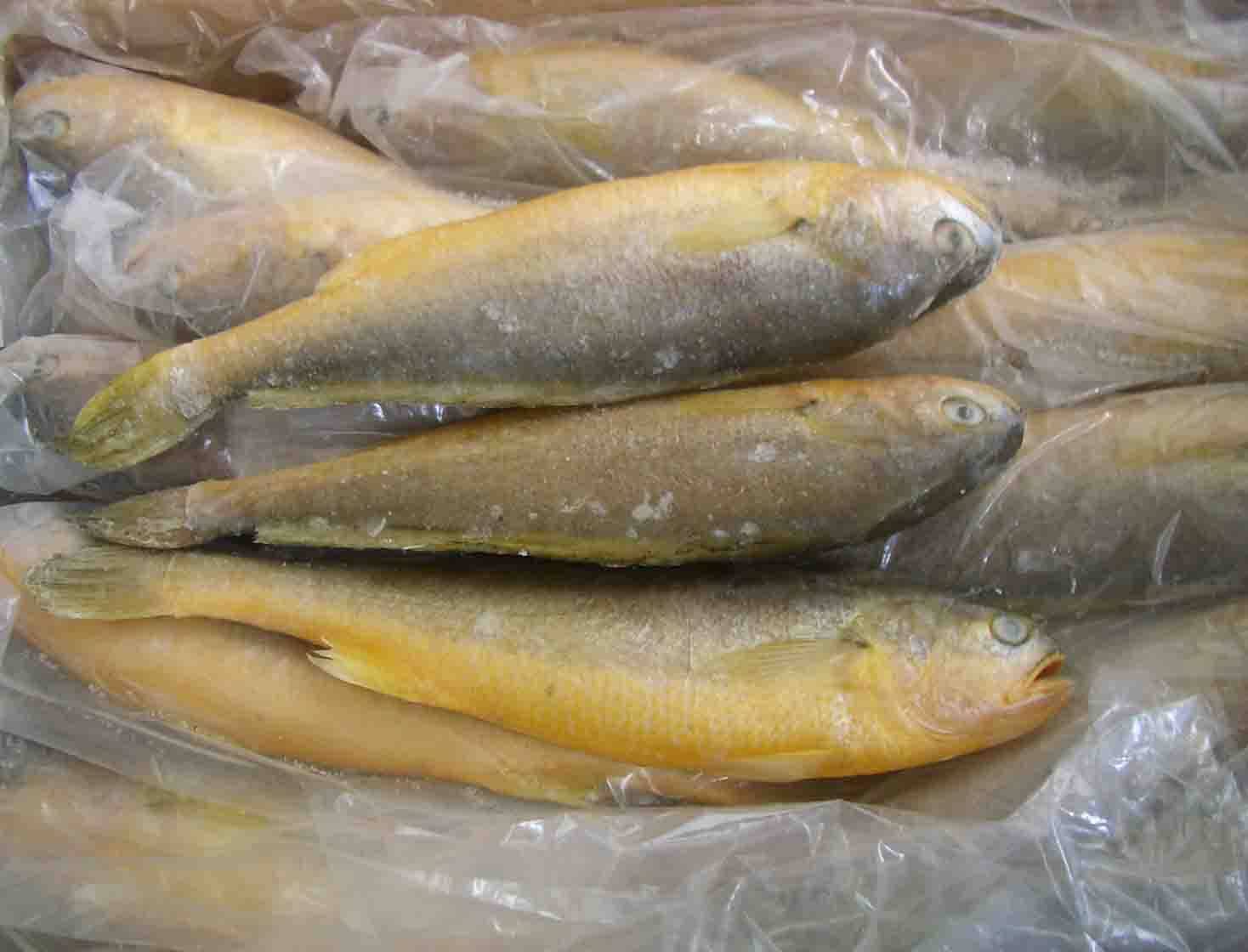 Yellow Croaker frozen seafood product placeholder